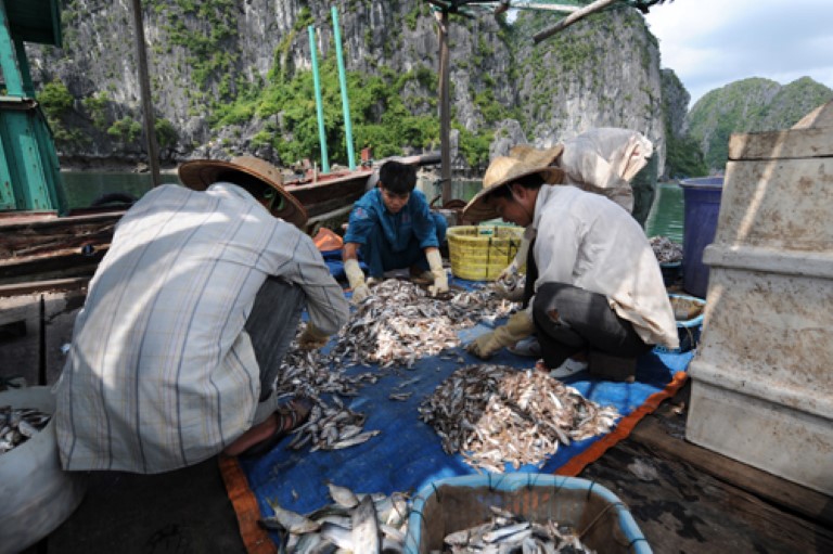 Fiskeoppdratt i Vietnam