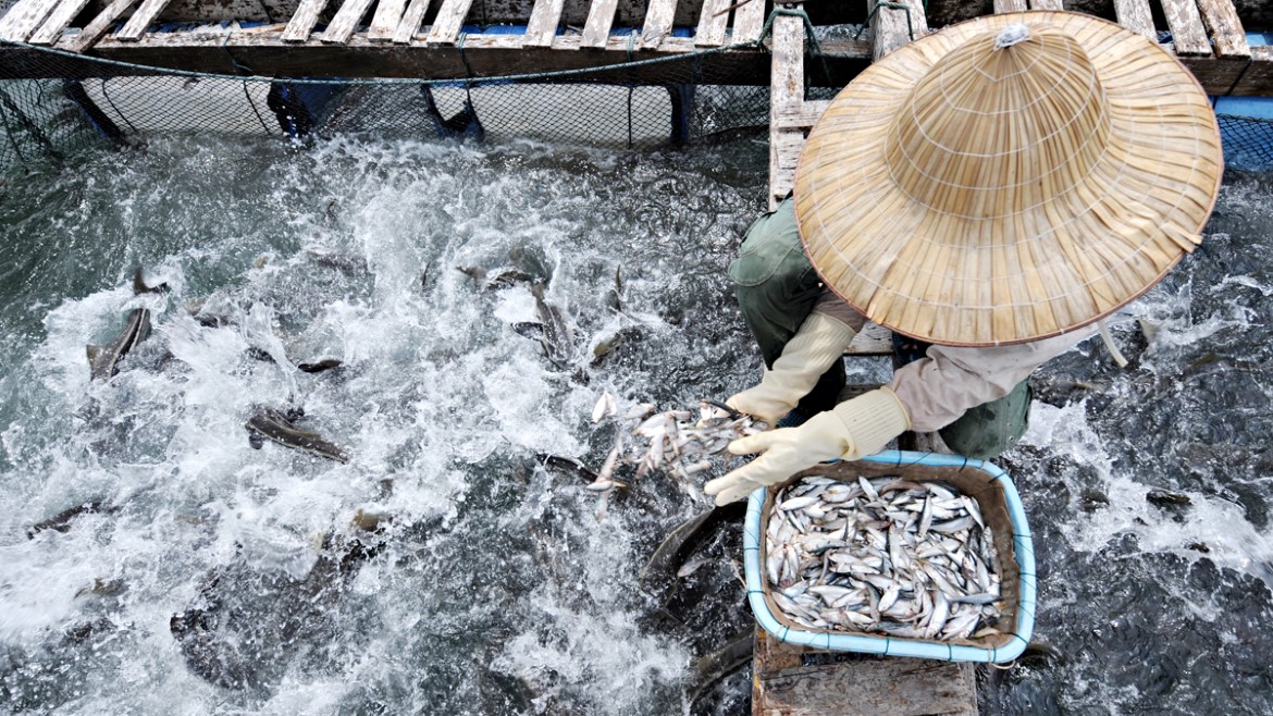 Fisk i Vietnam