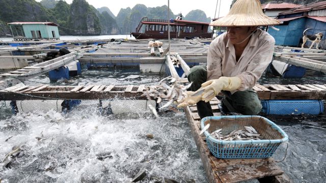 Fiskeri i Vietnam