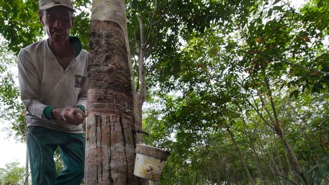 Rainforest worker