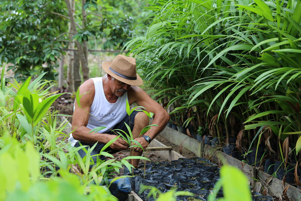 Bonden Paulo Evarista tilhører en av flere hundre familier i delstaten Pará i Amazonas som driver skogjordbruk, : Landbruk som drives i skogsområder og utnytter skogen uten å ødelegge den. 