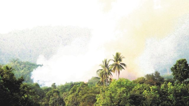 Ranforest image