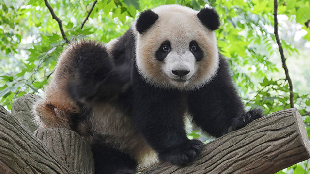 Lyspunkt: – Pandaen som nesten var utryddet, er ikke lenger på rødlista, og bestanden av både tigre og havskilpadder øker. Dette er dyrearter som har vært på grensen til å bli utryddet, der man de siste årene har klart å snu utviklingen, sier Bård Vegar Solhjell.