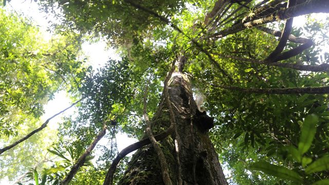 Tree in rainforest
