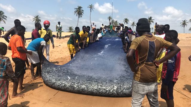 Småskala-fiskere ved kysten av Benin med dagens fangst. Flere land langs Afrikas vestkyst får støtte gjennom Nansenprogrammet til å bygge opp kunnskap og kompetanse rundt forvaltning av felles fiskebestander. Foto: Sverre Magnus Petersen.