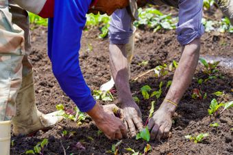 Two adults are planting small seedlings in soil, with their hands close to the ground.