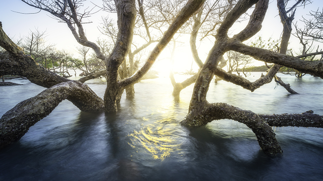 Foto: Gaby Barathieu #oceandecade Tema: Mangrove, Mayotte in the Comoros