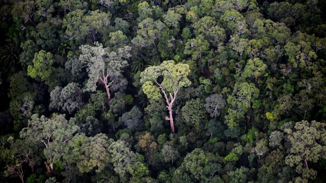 Mongabay
