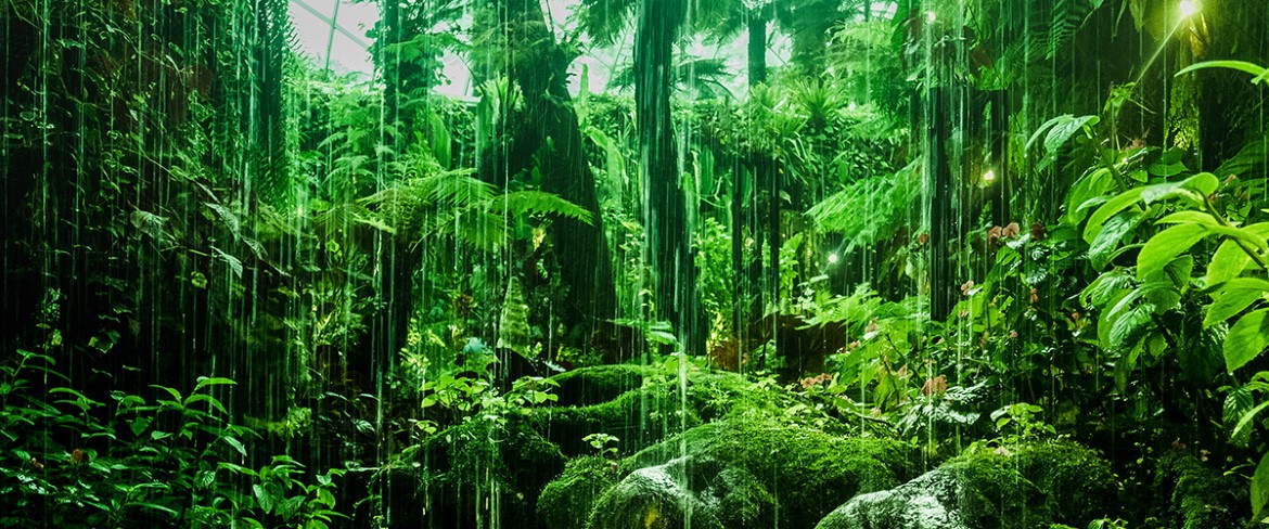 Picture of rainforest