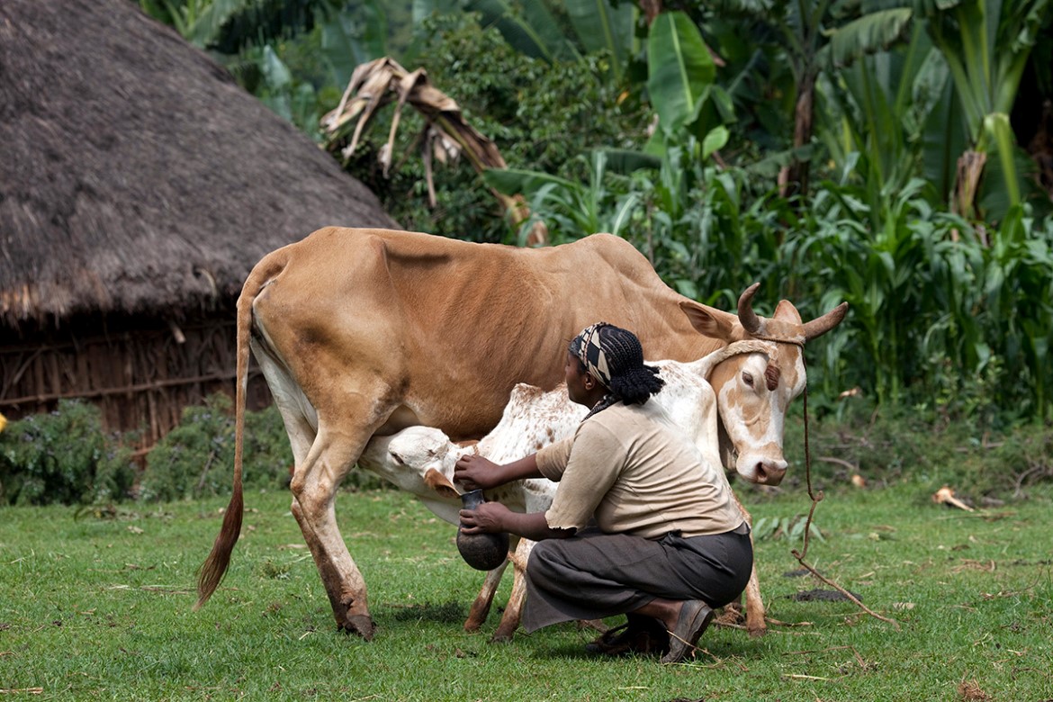 Helise Aqamo milking cow  given to her family by Plan (1)
