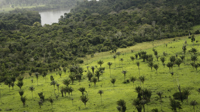 Brazil Rainforest
