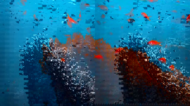 Underwater scene showing a coral reef with many small, brightly colored fish swimming above and around it. The water is clear blue, and sunlight filters down from the surface.