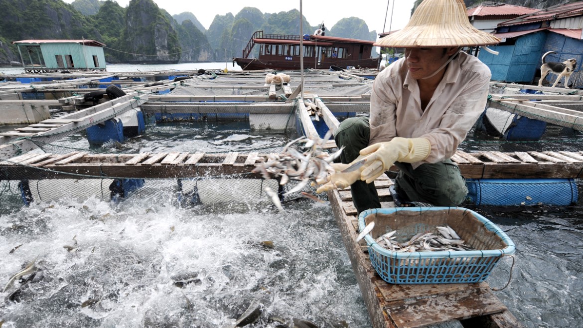 Akvakultur i Vietnam.