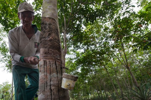 tapping av gummi fra tre i regnskog Indonesia