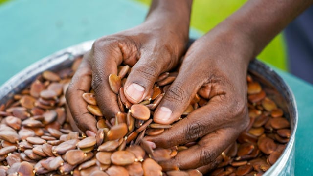 Two hands are seen sorting or holding a large quantity of brown seeds in a metal bowl. The background is slightly blurred, with hints of green, suggesting an outdoor setting. The focus is on the hands and the seeds.