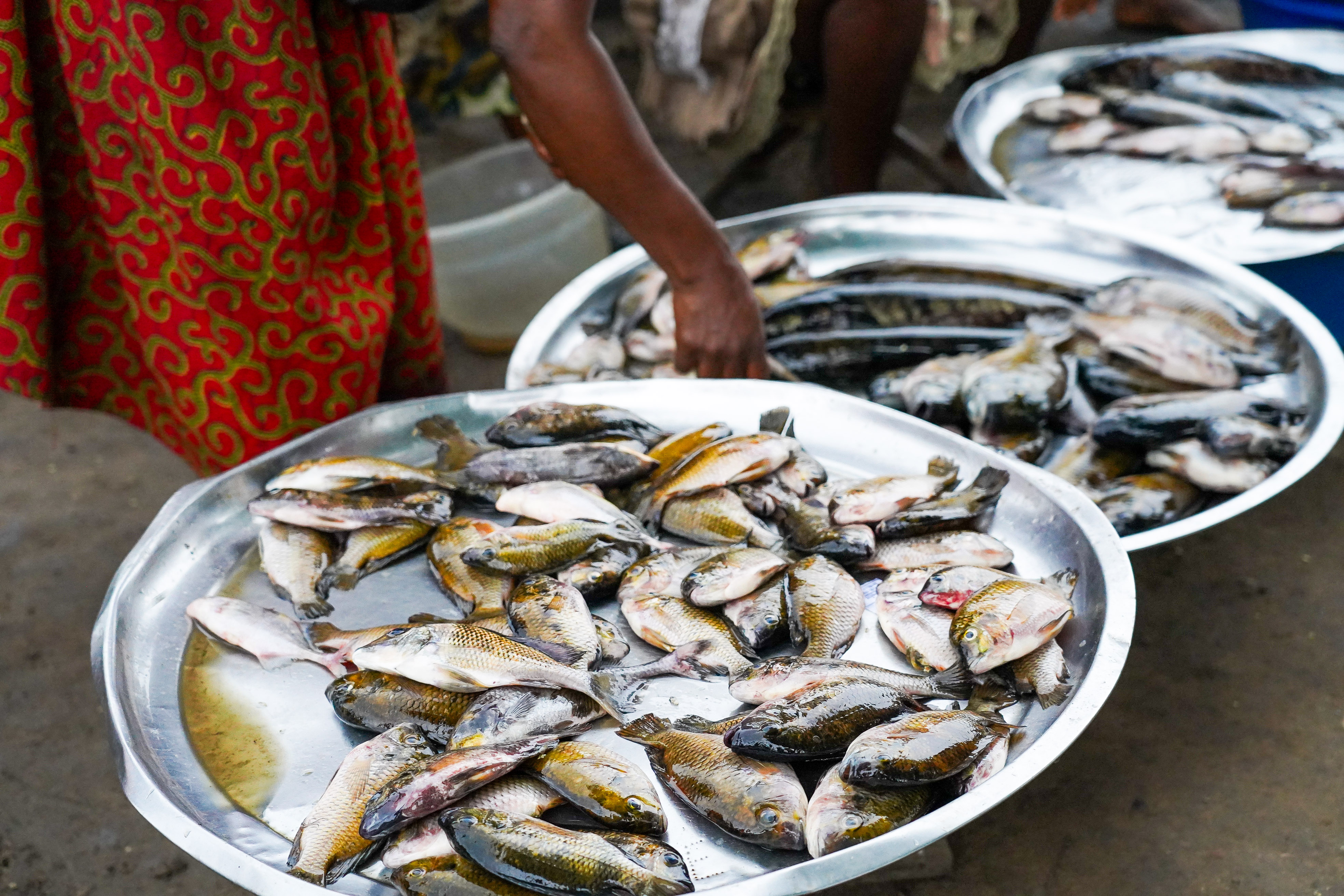 A person wearing a red patterned garment stands beside several large metal trays of fish and reaches toward one of them.