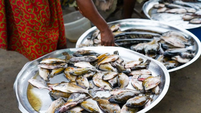 A person wearing a red patterned garment stands beside several large metal trays of fish and reaches toward one of them.