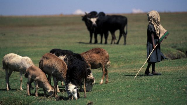 Cows on pasture in Ukraine