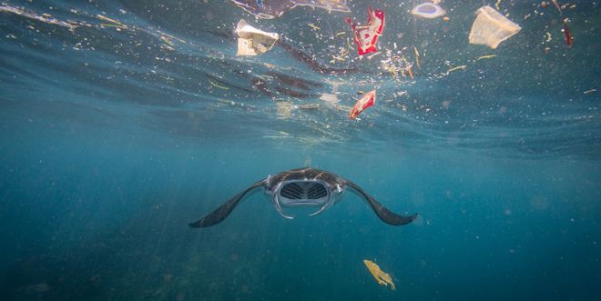 Turtle in ocean litter