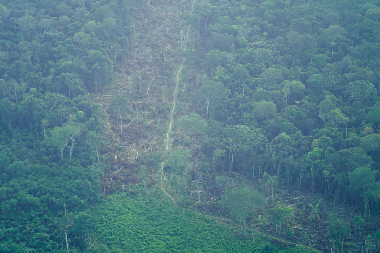 Rainforest seen from above. In the middle of the forest, there is a road, and the trees around it have been cut down.