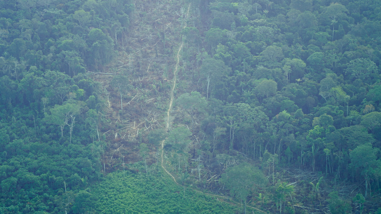 Rainforest seen from above. In the middle of the forest, there is a road, and the trees around it have been cut down.