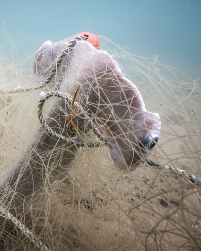 Bildet viser en scene under vann hvor en fisk, muligens en haifisk, har blitt fanget i et nett. 