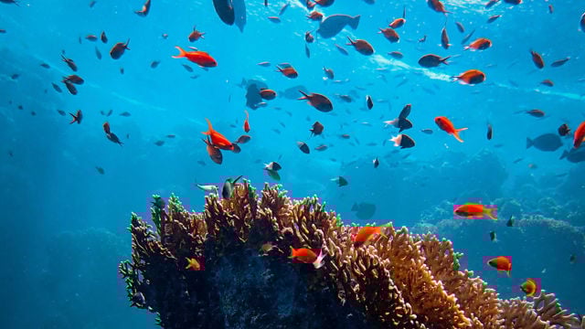 The image depicts an underwater scene featuring a vibrant coral reef in the foreground, rich in detail and texture. Surrounding the reef are numerous small, colorful fish, primarily in shades of orange, red, and black. The background showcases clear turquoise-blue water, providing a sense of depth.