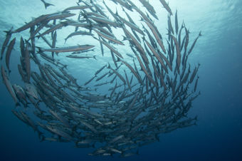 Bildet viser en stor stim av fisk under vann, som svømmer i en tett, spiralformet formasjon. Fiskene er avlange med smale kropper og ser ut til å være barrakudaer eller en lignende art.