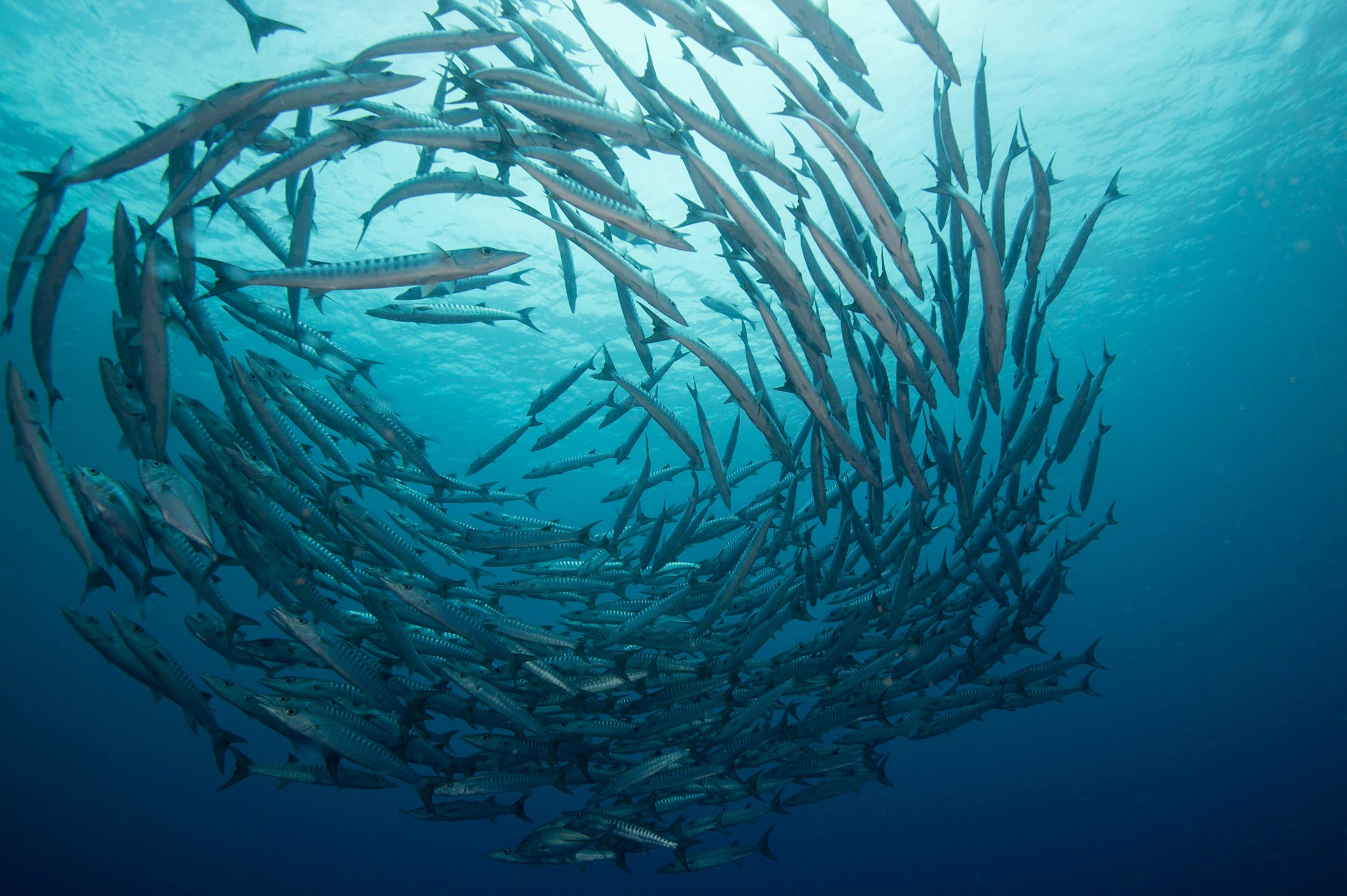 This image shows a large school of fish swimming underwater, forming a circular pattern. The fish are sleek and elongated, with sharp, pointed fins. They are moving dynamically, creating a swirling motion that is captured in the clear blue water.
