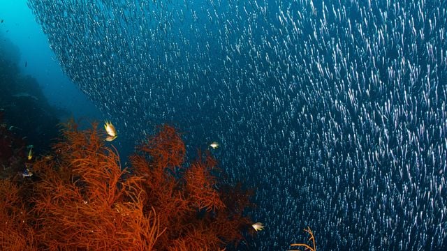 Bildet viser en undervannsscene med en stor stim av små fisk som svømmer i tett formasjon mot høyre side av bildet. Fiskene danner et sølvskimrende teppe som dekker store deler av bildet.
