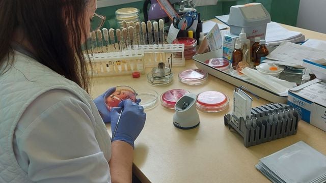 Bildet viser en person som jobber ved et laboratoriumsbord. Personen har på seg laboratoriefrakk og blå engangshansker, og sitter ved et bord med ulike laboratorieutstyr foran seg. På bordet ligger flere petriskåler med prøver, reagensrør, pipetter, flasker med væsker og noen papirer. Personen holder en petriskål i den ene hånden og bruker et verktøy, sannsynligvis en bakterieose, til å undersøke eller bearbeide prøven. Bak på bordet står reagensrør i stativ, og det er mye utstyr og materialer rundt. I bakgrunnen er vinduer hvor store sekker med laboratoriemateriell eller utstyr er stablet.
