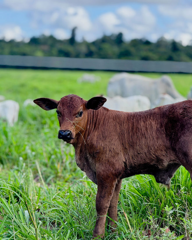A brown calf is standing on green grass with other cows and a fence in the background.