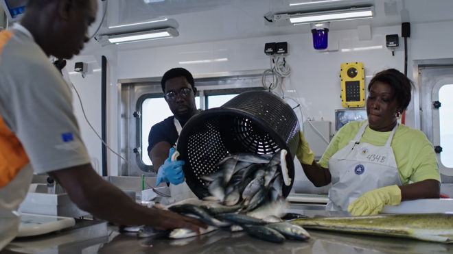 Bildet viser en scene innendørs hvor flere personer jobber med fiskebehandling. En person heller en stor mengde fisk ut av en svart perforert kurv og ned på en arbeidsbenk. Fisken ser fersk ut, med blanke skinnende skinn. Personene har på seg arbeidstøy, inkludert hansker og forklær, som indikerer at de håndterer fisken hygienisk