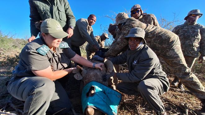 The image shows a group of people dressed in outdoor gear, possibly park rangers or conservationists, working together to assist a rhinoceros. The rhino is lying on the ground with a blue cover over part of its head, suggesting it might be sedated for veterinary care.