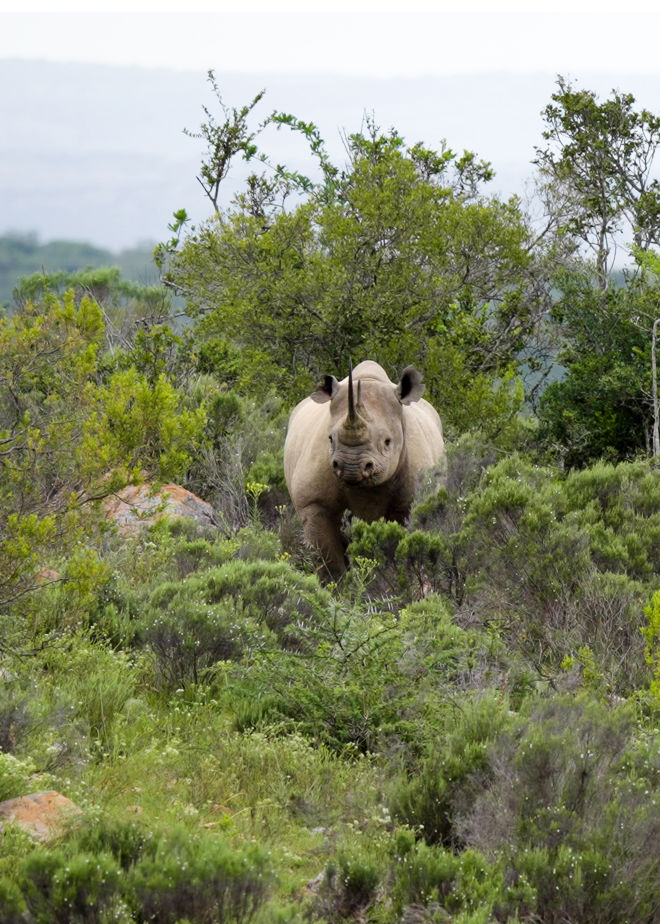 Bildet viser et neshorn som står midt i et frodig grønt landskap. 