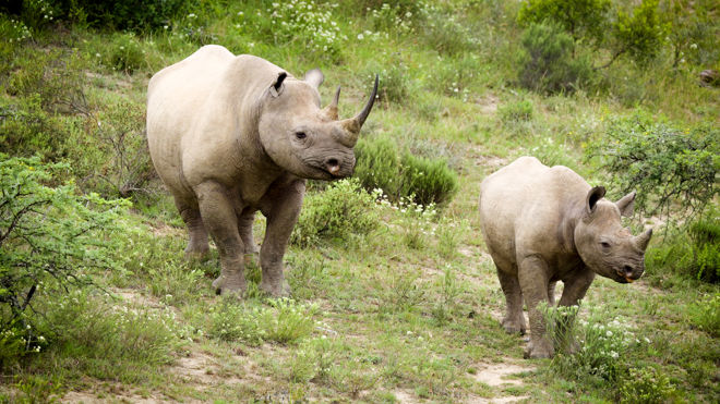 To nesekorn går i et grønt landskap. 