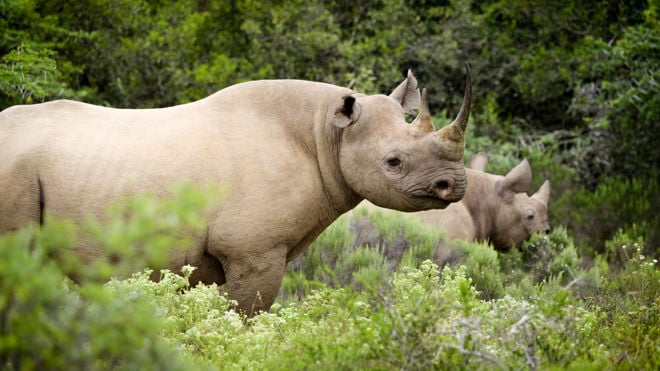 The image depicts two rhinoceroses standing in a lush, green environment filled with dense vegetation.