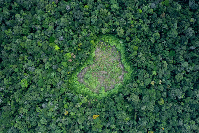 Grønn regnskog sett ovenfra