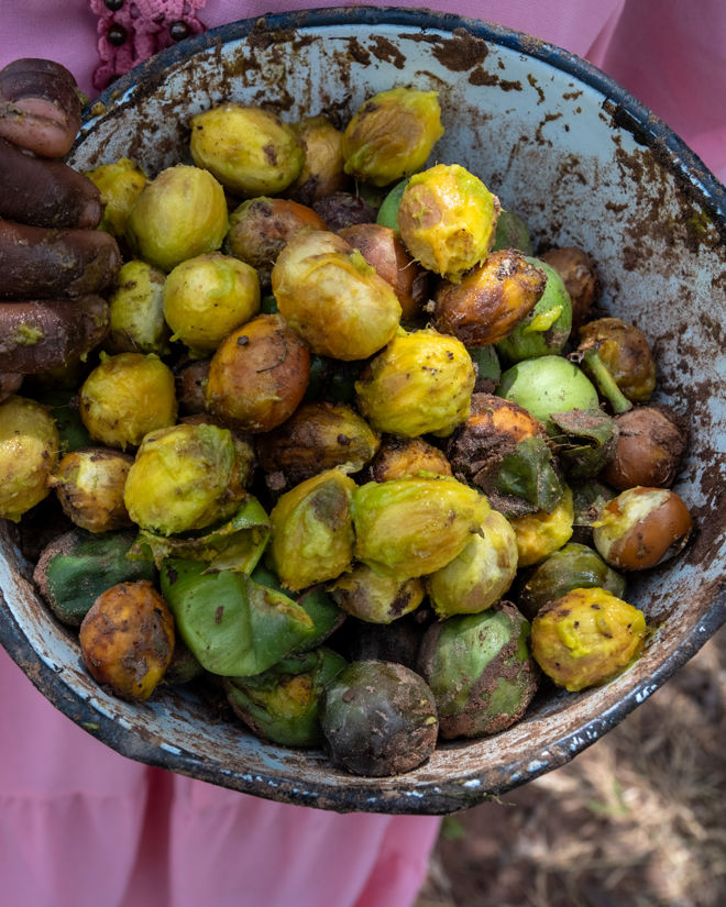 A person in pink clothing is holding a metal bowl filled with shea nuts in shades of green, yellow and brown. The photo is a close-up taken outdoors, with the hands and bowl in sharp focus against a blurred earthy background.