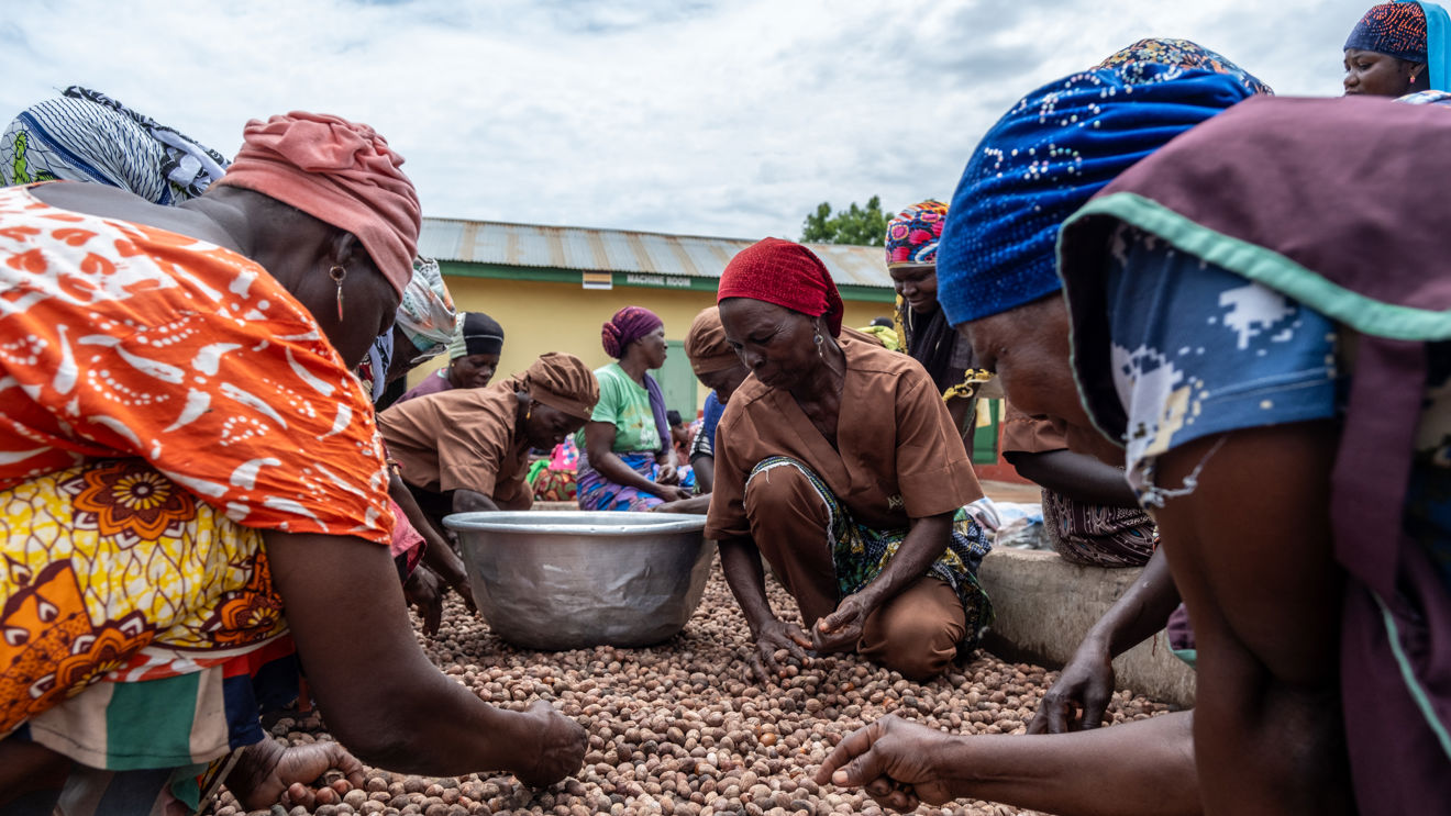 Several adult women sit together outdoors sorting nuts on the ground in front of them, with a large metal bowl in the centre.
