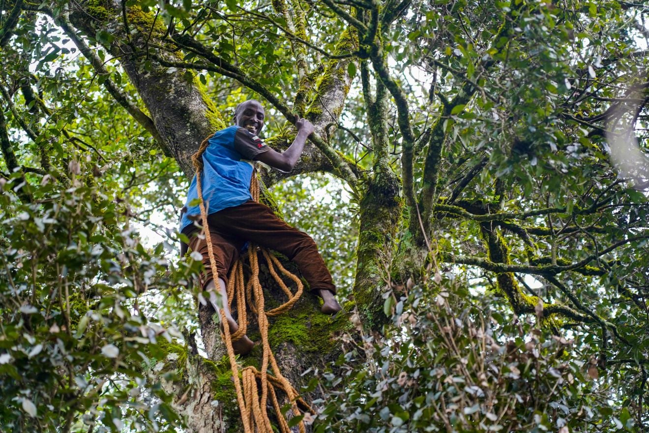 An adult man wearing a blue shirt and brown pants is climbing a large tree, using thick ropes for support, surrounded by dense green foliage.