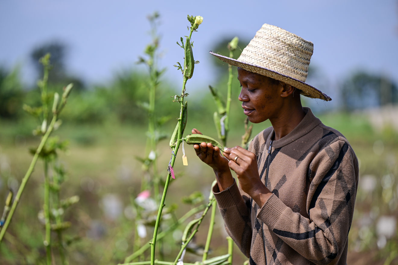 A man wearing a straw hat examines an okra plant in an outdoor field.