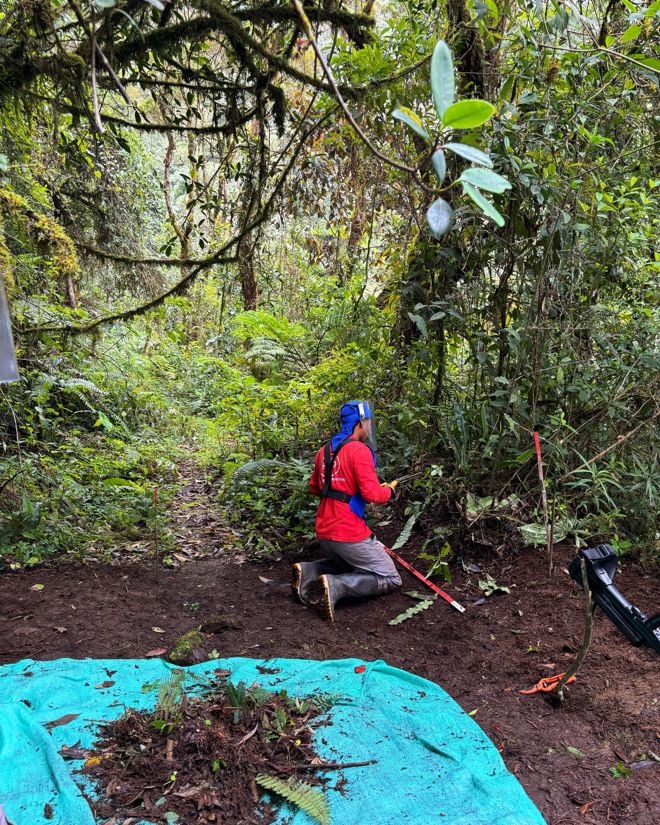 En person med verneutstyr kneler og arbeider på bakken i en tett, grønn skog.