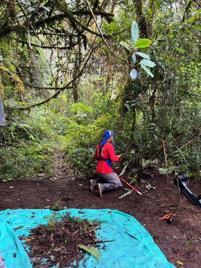 En person med verneutstyr kneler og arbeider på bakken i en tett, grønn skog.