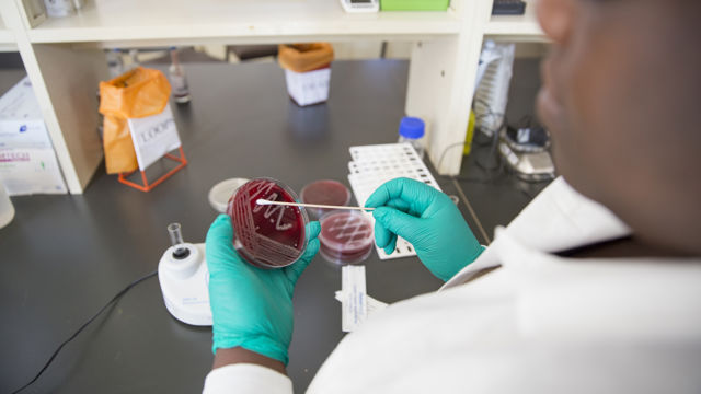 The image features a person wearing green gloves, working in a laboratory setting. They are holding a petri dish with a red substance and using a tool to manipulate or examine it.