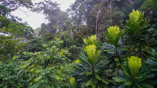 The image showcases a lush, dense forest with a variety of trees and vibrant green foliage. The scene is rich in vegetation, with tall trees and broad-leaved plants creating a canopy. The forest appears to be thriving, suggesting a tropical or subtropical climate, and conveys a sense of natural beauty and tranquility.
