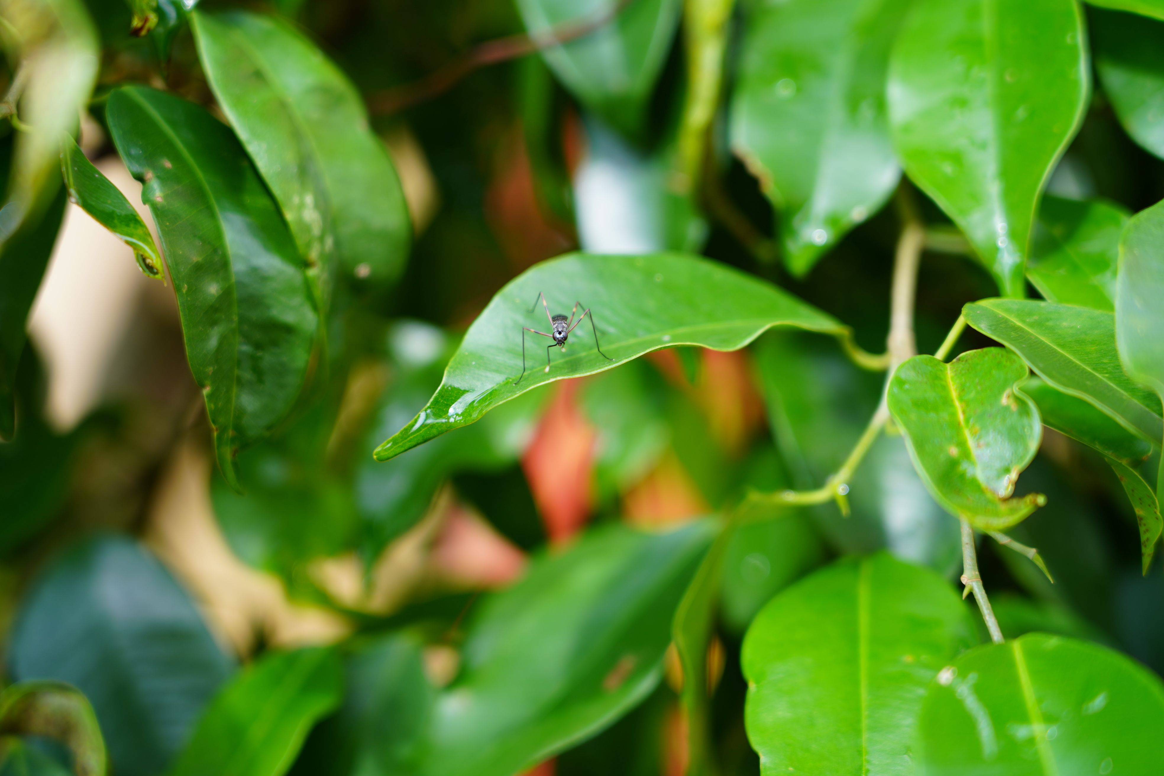 The image shows a close-up of lush green leaves. In the center of the image, on one of the leaves, stands a small ant.