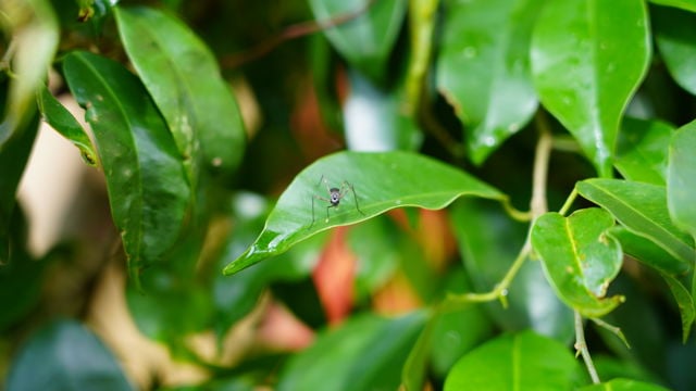 The image shows a close-up of lush green leaves. In the center of the image, on one of the leaves, stands a small ant.