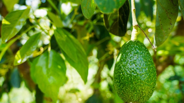 The image features a single avocado hanging from a tree, surrounded by lush, green leaves. The avocado is vibrant and healthy-looking, with a textured skin typical of the fruit. Sunlight filters through the leaves, creating a bright and fresh atmosphere, indicative of a thriving garden or orchard environment.