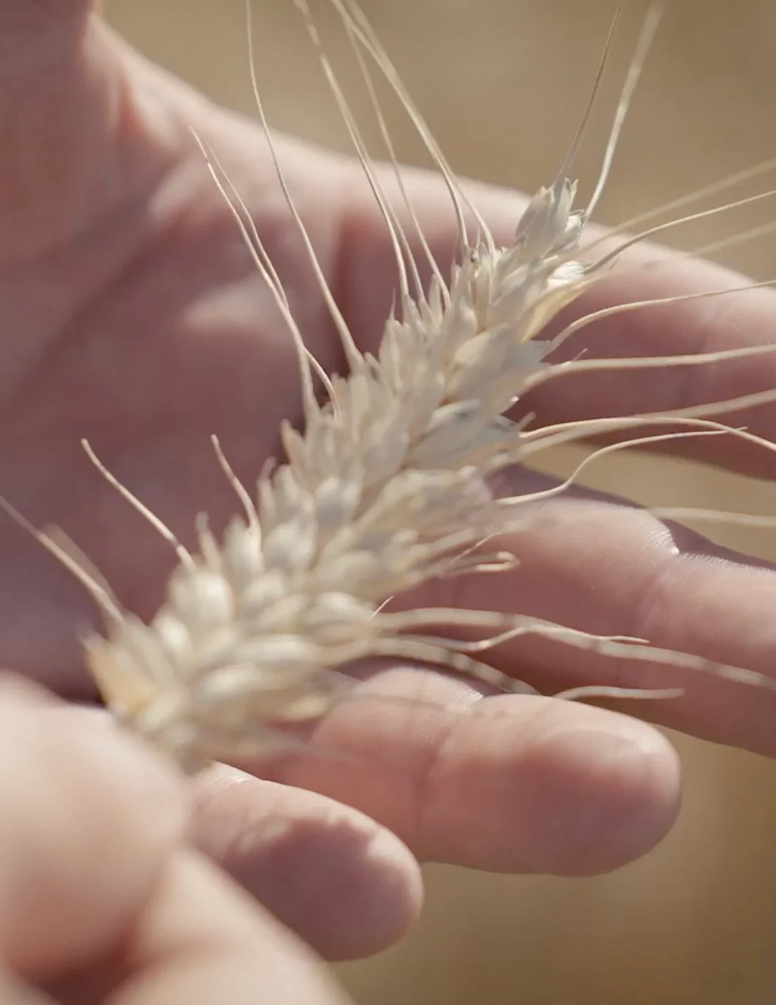 Close-up of wheat stalks